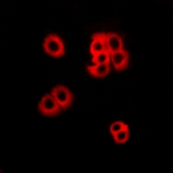 GPR174 Antibody