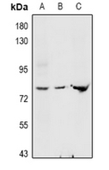 GNE Antibody