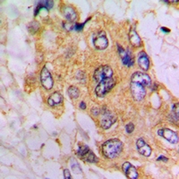 GNE Antibody