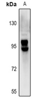 OATP2 Antibody