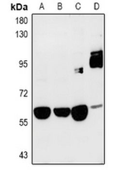 SRPK3 Antibody