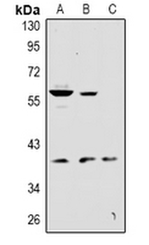 KCNK12 Antibody