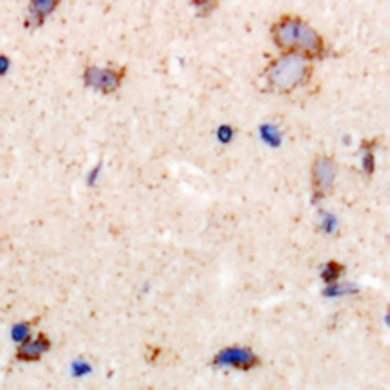 LRP10 Antibody