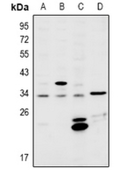 MSX2 Antibody