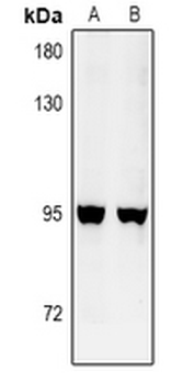 GFM2 Antibody