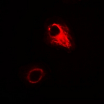 ATG4A Antibody