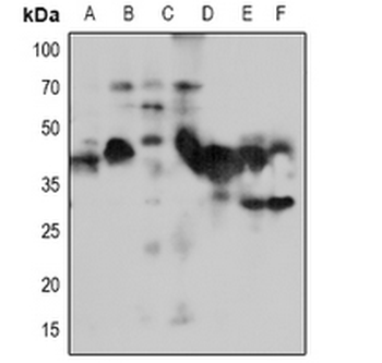 NACA1 Antibody