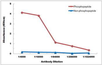 RXR alpha (pS260) Antibody