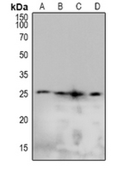 Caveolin 2 (pY19) Antibody