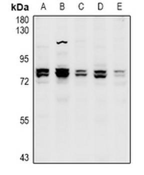 CNGA1 Antibody