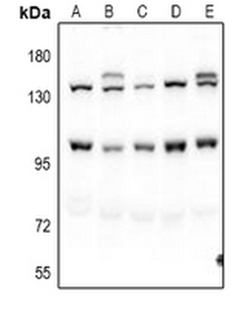 Pinin Antibody