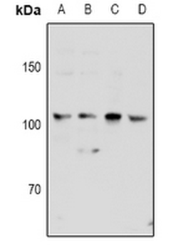 KSR2 Antibody