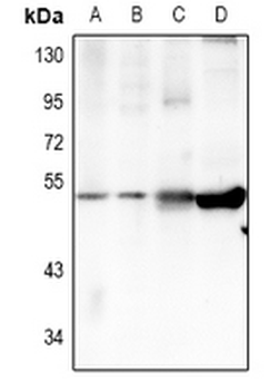 TRIM59 Antibody
