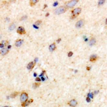 TRIM59 Antibody