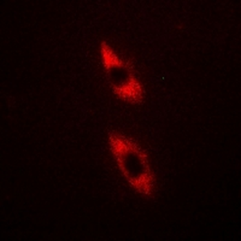 TRIM59 Antibody