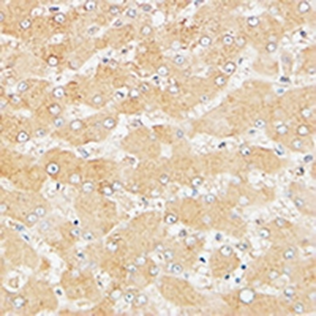 ATG4D Antibody
