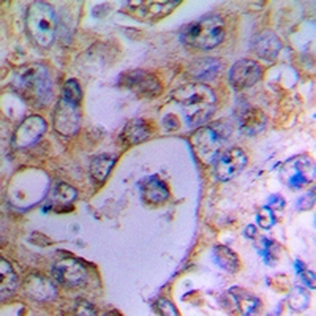 UCP2 Antibody