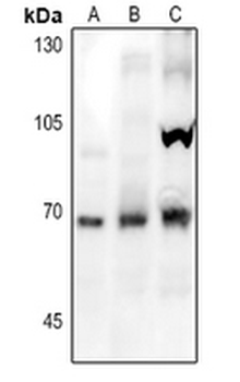 NOX1 Antibody