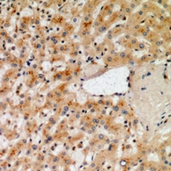 NOX1 Antibody