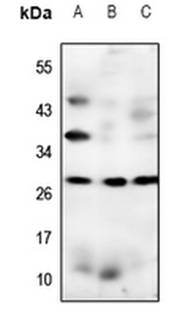 Claudin 17 Antibody