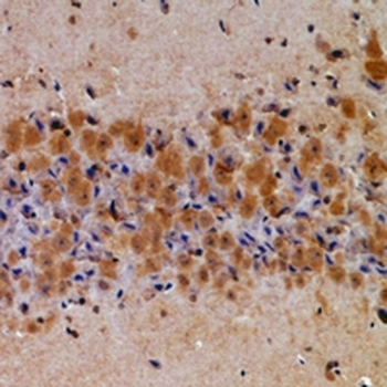 Latexin Antibody
