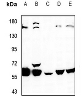 K Cadherin Antibody