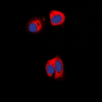 AAK1 Antibody