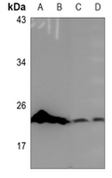 COX4-2 Antibody