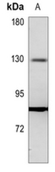 ALPK1 Antibody