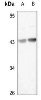 HAPLN4 Antibody