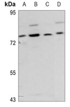 RLK Antibody