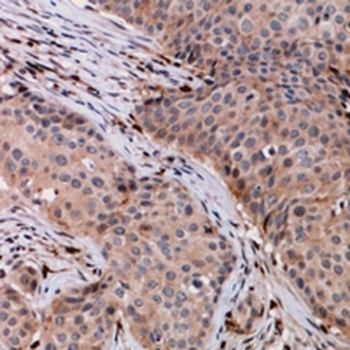 VPS54 Antibody