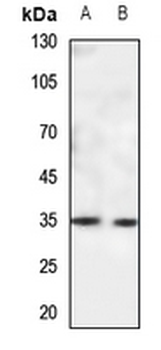 CACNG5 Antibody