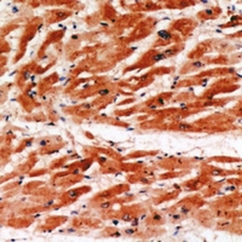 MYBPC3 Antibody