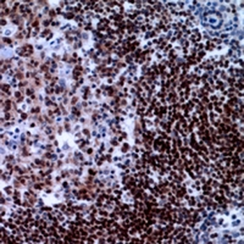 XRCC3 Antibody