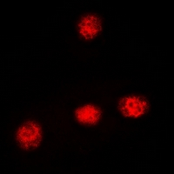 XRCC3 Antibody