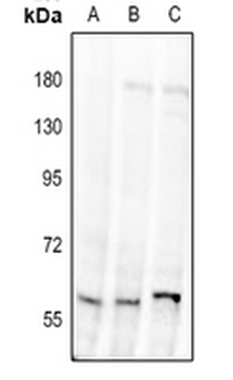 Alpha-1D Adrenergic Receptor Antibody