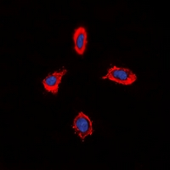 Alpha-1D Adrenergic Receptor Antibody