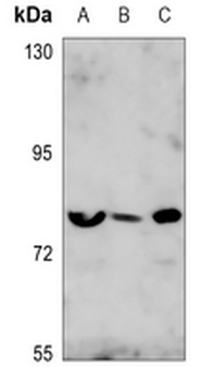 FOXO1/3 Antibody