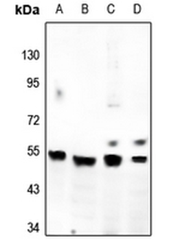GPR180 Antibody