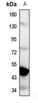 GPR137C Antibody