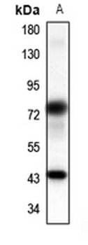 Panopsin Antibody