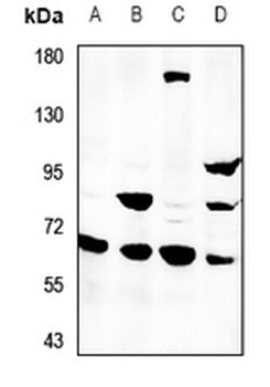 SVOP Antibody