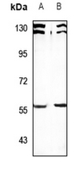 SESN1 Antibody