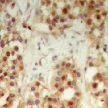 NXF3 Antibody