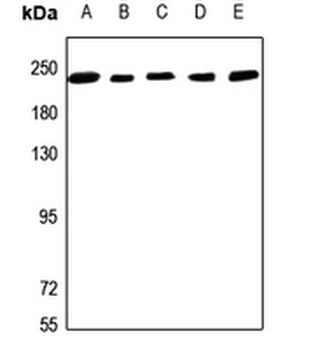 NUMA Antibody