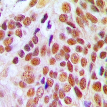 NUMA Antibody