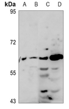 MINPP1 Antibody