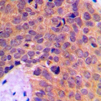 MINPP1 Antibody