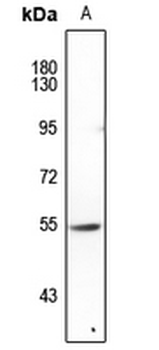 FOXN4 Antibody